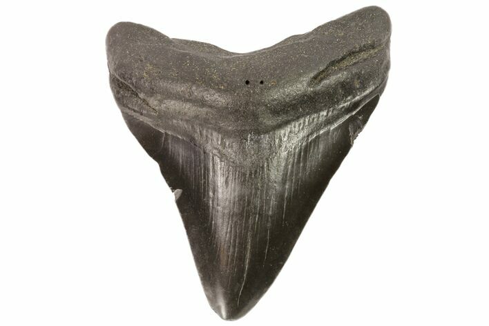 Bargain, Fossil Megalodon Tooth - Georgia #76496
